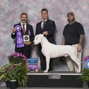 Trancos - Dogo Argentino