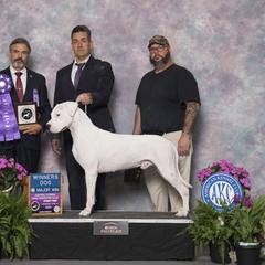 Trancos - Dogo Argentino