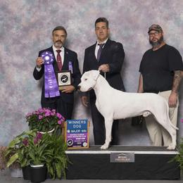 Trancos - Dogo Argentino