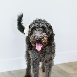 Leila - Labradoodle