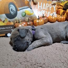 Sally - Blue brindle female Great Dane puppy in Seville, Florida from Caddylicious Great Danes
