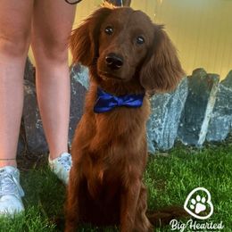 Gus - Companion Cross