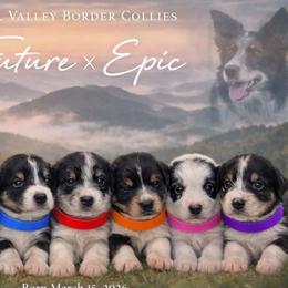 Border Collies from Hill Valey Border Collies