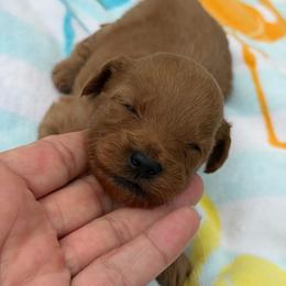 Girl 3 - Red  female Goldendoodle puppy in Haleyville, Alabama from Susan’s Prefurred Doodles