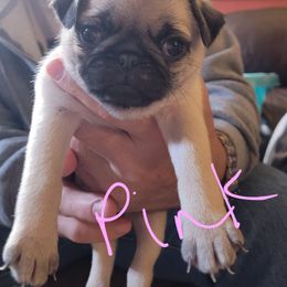 Light pink collar - Fawn female Pug puppy in Brush Prairie, Washington from Paradise Peaks