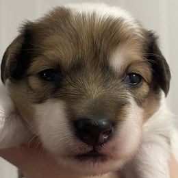 Boy 2 - Papillon puppy in Noblesville, Indiana from Kerwan Papillons