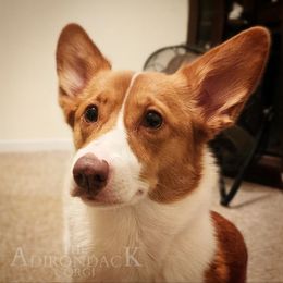 Mella - Pembroke Welsh Corgi