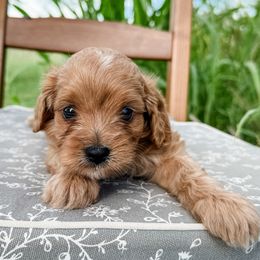 Fred - Apricot male Cavapoo puppy in San Antonio, Texas from Cariad Doodles