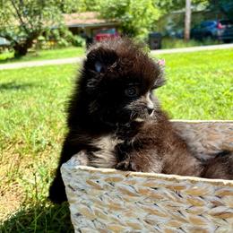 Rachel - Black female Pomeranian puppy in Springfield, Missouri from Hope Mountain Pomeranians