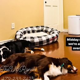 Riley - Aussiedoodle