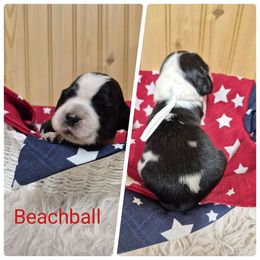 Beachball - Black and white female English Springer Spaniel puppy in Freeland, Michigan from McNally's Springer Spaniels