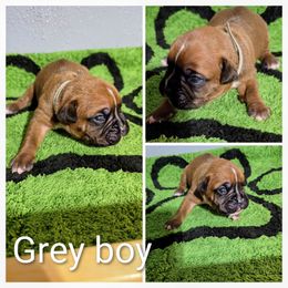 Grey Collar Boy - Fawn male Boxer puppy in Thonotosassa, Florida from Seufzer's Boxers