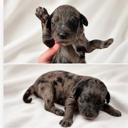 Brinx Jr. - Merle male Goldendoodle puppy in Delphos, Ohio from Route 66 Poodles & Doodles, Sapphire Shih-tzu's of Ohio