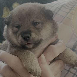 Addy Alpha Girl 2 - Sesame female Shiba Inu puppy in Brecksville, Ohio from Shomaisou Shiba Inu