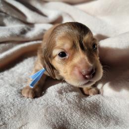 Boy 4 - Chocolate male Dachshund puppy in San Diego, California from Sweetheart Doxies LLC