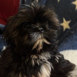 Boy 1 - Red Shih Tzu puppy in Wooster, Ohio from Mending Hearts Shih Tzu's