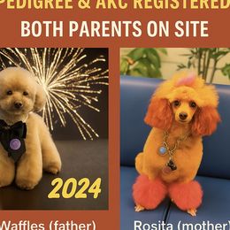 Poodle Puppies from Red toy poodles