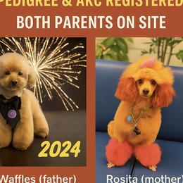 Poodle Puppies from Red toy poodles