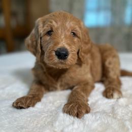 Huckleberry - Red  male Goldendoodle puppy in Osage City, Kansas from Golden Ridge Goldens