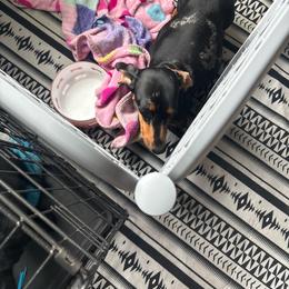 Baby - Dachshund