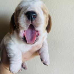 Basset Hound Puppies from Savage Sisters Basset Hounds