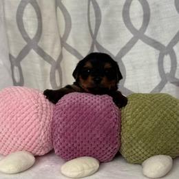 Cherry - Black and gold female Yorkshire Terrier puppy in Tamarac, Florida from Yorkiefamily7
