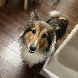 Dobby - Shetland Sheepdog