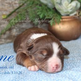 Jane (RTF 1) - Red tri female Miniature Australian Shepherd puppy in Grandfield, Oklahoma from Hunt Farms Australian Shepherds