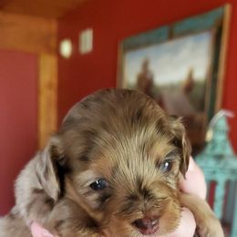 Cockapoo, Maltipoo, Morkie, and Yorkipoo Puppies from Mosaic Merle Doodles