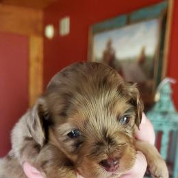 Cockapoo, Maltipoo, Morkie, and Yorkipoo Puppies from Mosaic Merle Doodles