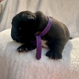 French Bulldog Puppies from Hope Mountain French Bulldogs