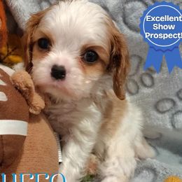 Churro - Blenheim male Cavalier King Charles Spaniel puppy in Rockville, Maryland from Skais the Limit Cavaliers
