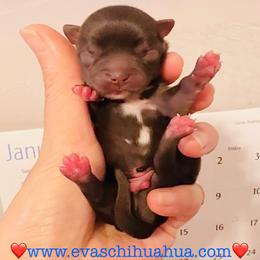Chocolate Prince - Chocolate and white male Chihuahua puppy in Santa Rosa Beach, Florida from Eva's Chihuahua