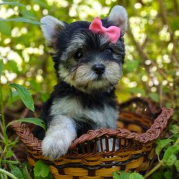 Babydoll Ladybug - Black and tan female Morkie puppy in Barren Springs, Virginia from Seeking Shalom Acres Maltese, Maltipoos & Havamalts