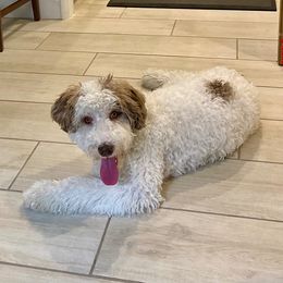 Bernedoodle and Bordoodle All Grown Up from Mesa View Puppies