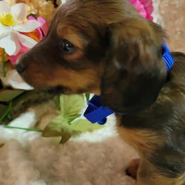 Dachshund Puppies from CLARK'S BREEDING PROGRAM