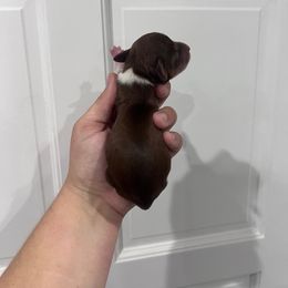 Cupid - Piebald female Dachshund puppy in Fort Myers, Florida from Lady Margery’s Dachshunds