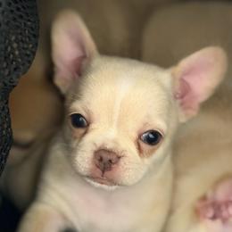 Girl 2 Daisy (French Bulluahua) - Cream and white female Chihuahua puppy in Lees Summit, Missouri from Divine K9s LLC