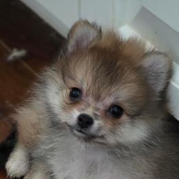 Winters - Orange sable female Pomeranian puppy in El Centro, California from BabyBooPoms