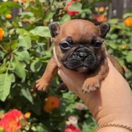 Magnolia - Fawn female French Bulldog puppy in Galt, California from The three little frenchies