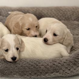 Dachshunds from Ana’s Beautiful Doxies