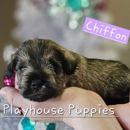 Chiffon - Salt and pepper female Miniature Schnauzer puppy in Lebanon, Missouri from Playhouse Puppies