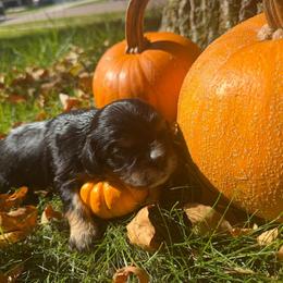 Pickle - Black and tan male Cavalier King Charles Spaniel puppy in Brookings, South Dakota from Precious Pooches Cavalier King Charles Spaniels