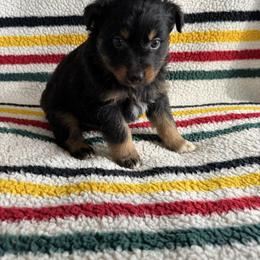 Rocky - Black tri-color male Australian Shepherd puppy in Zwingle, Iowa from Homestead Aussies & Doodles