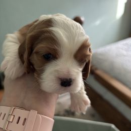 Purple Girl - Blenheim Cavalier King Charles Spaniel puppy in University Place, Washington from Crosby's Cavaliers
