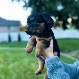 Lady - Black phantom female Aussiedoodle puppy in Rexburg, Idaho from Madeline Wendt