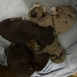 Dachshund Puppies from Honey Creek Doxies