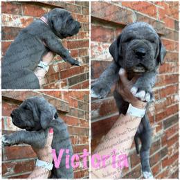 Victoria - Blue female Great Dane puppy in Granbury, Texas from Anderson Blau’s Great Danes