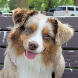 Buzz - Toy Australian Shepherd