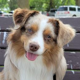 Buzz - Toy Australian Shepherd